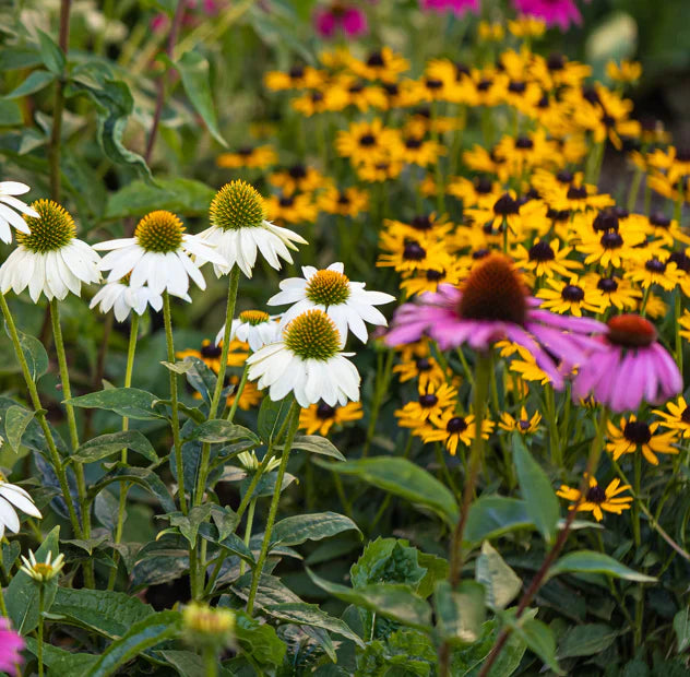 GoodBug™ Wildflower Mix A Natural Way to Fight Garden Pests—Without Chemicals
