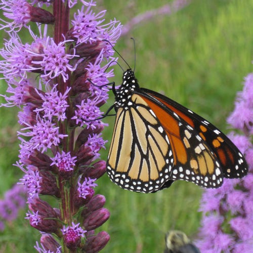 GoodBug™ Wildflower Mix A Natural Way to Fight Garden Pests—Without Chemicals