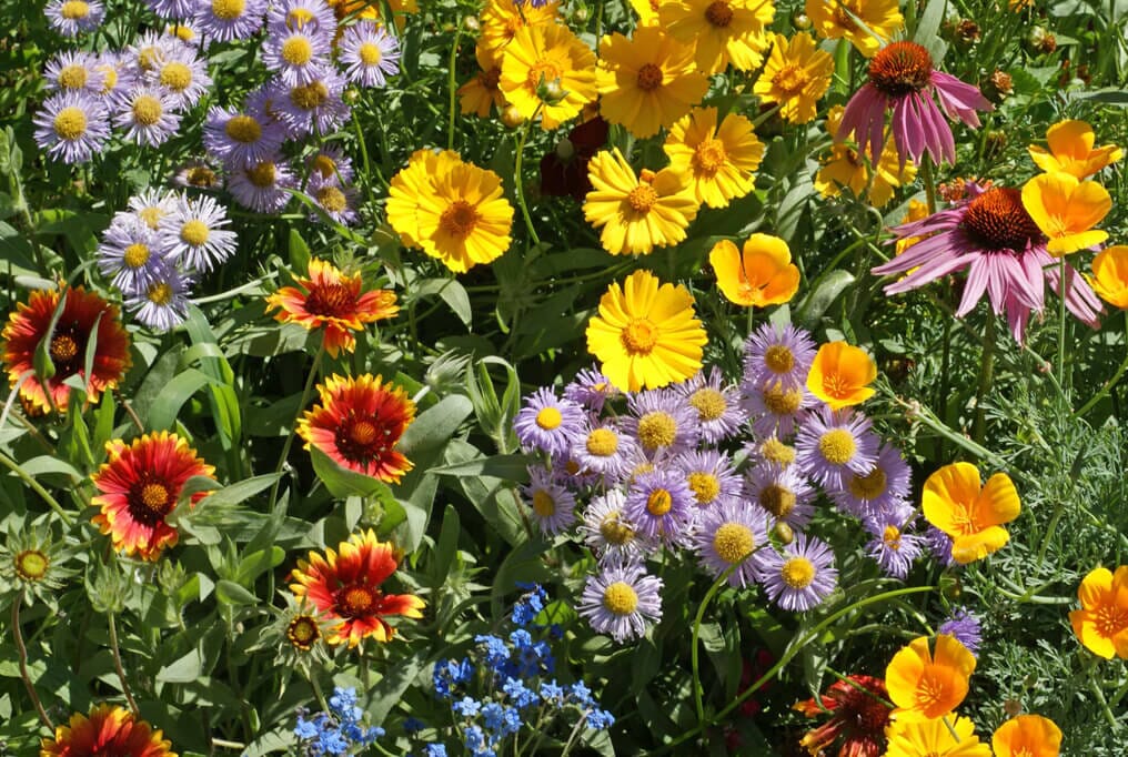 GoodBug™ Wildflower Mix A Natural Way to Fight Garden Pests—Without Chemicals
