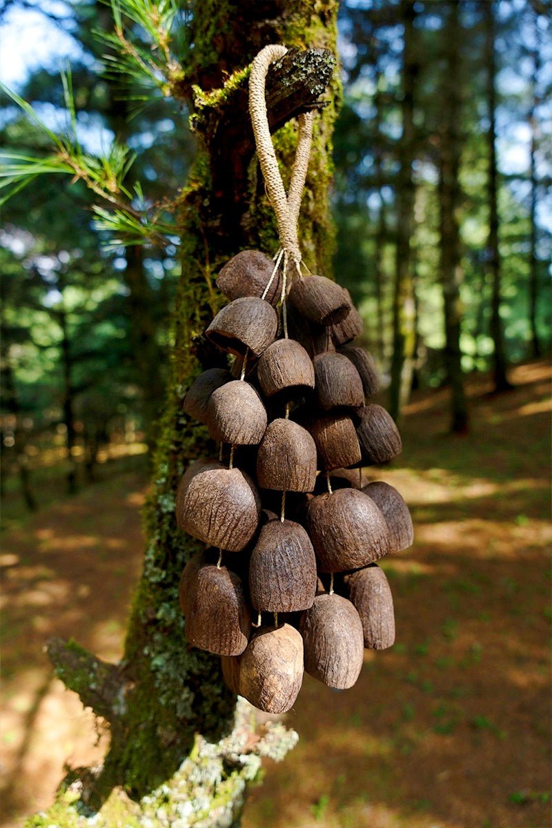 Seed Shaker | Handmade Salin Water Bellwood Seed Shell Hand Bell – Natural Rainforest Decor